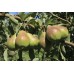 i-Red Pear - 紅八特利