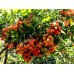 Rambutan