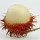 Rambutan