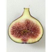 i-Fig