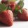 USA STRAWBERRY