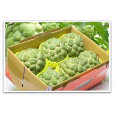 i-Sugar Apple