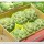 i-Sugar Apple