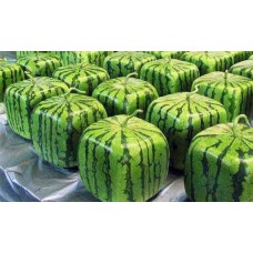 i-Water melon (Square)