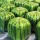 i-Water melon (Square)