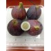 Fig (South Africa) 160g