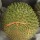 i-Mao Shan Wong Durian