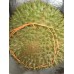 i-Mao Shan Wong Durian