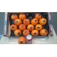 i-Persimmon