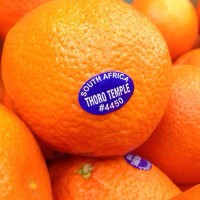 South Africa seedless mandarin 