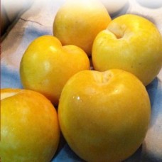 i-Oriental Plum - 黃肉李