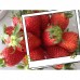 Korea Strawberry  