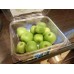 Zealand Kiwi berry 