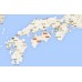 日本德島達磨奇異果