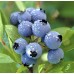 JUMBO Blueberry (10-12 packs/box)