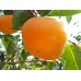 i-Persimmons of Japan