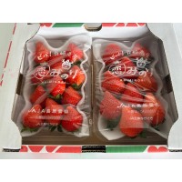 日本長崎縣原雲仙