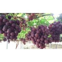 Moyca Red Grape Seedless
