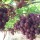 Moyca Red Grape Seedless