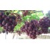 Moyca Red Grape Seedless
