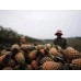 Taiwan Pineapple(Box)