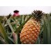 Taiwan Pineapple(Box)