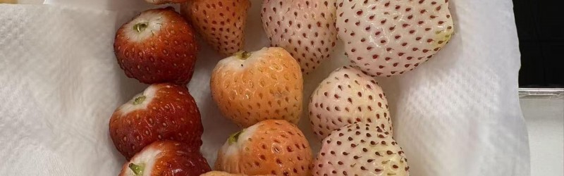 日本古都華三色士多啤梨